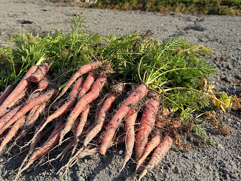廃棄野菜の現状